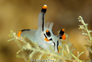 Nudibranchia by Jagwang Koo 